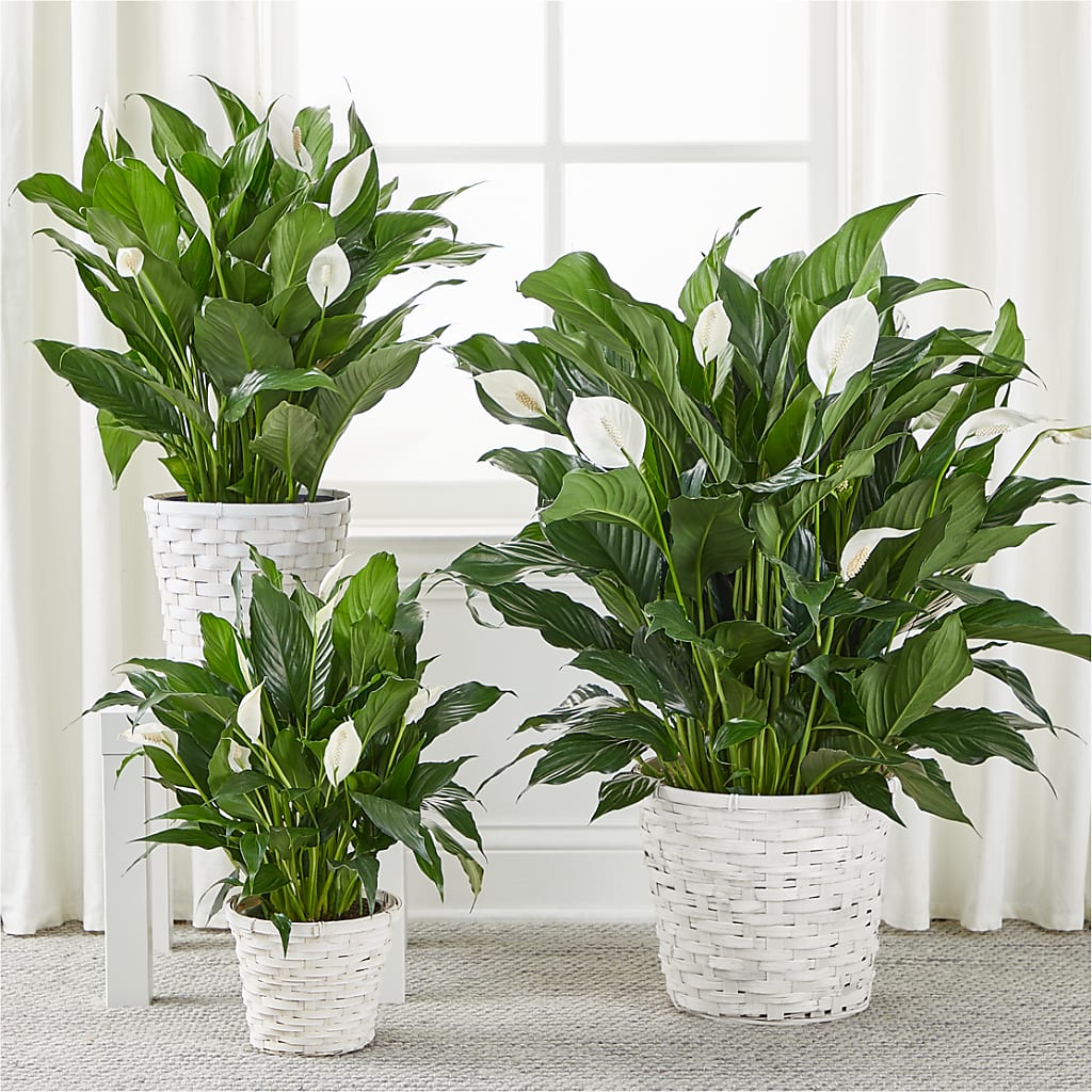 A New Leaf Peace Lily – Aaa Florists, San Bernardino CA