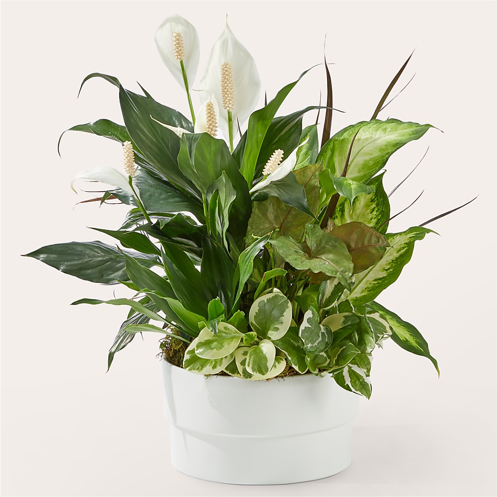 Radiating Positivity Dishgarden – Aaa Florists, San Bernardino CA