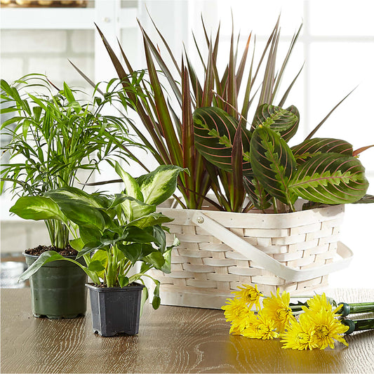 Florist Designed Blooming and Green Plants in a Basket –  Aaa Florists, San Bernardino CA