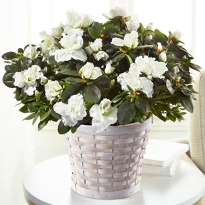White Azalea Plant –  Aaa Florists, San Bernardino CA