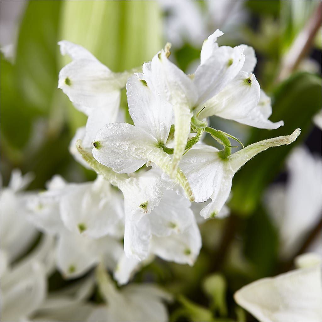 Classic Ivory – A Florist Original –  Aaa Florists, San Bernardino CA